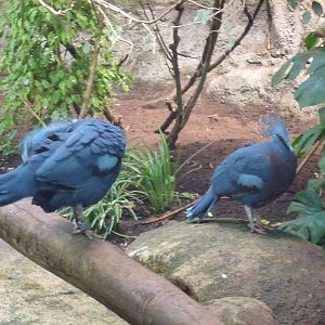 Victoria Crowned Pigeon 23.5.12