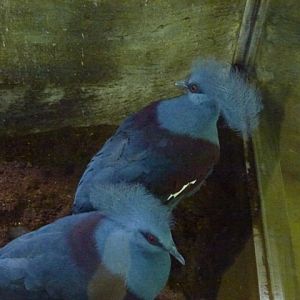 Blue Crowned Pigeon 23.5.12