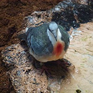 Luzon Bleeding-Heart Dove 23.5.12