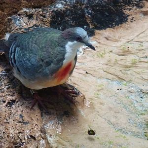 Luzon Bleeding-Heart Dove 23.5.12