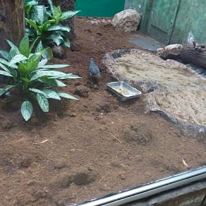 Luzon Bleeding-Heart Dove 23.5.12