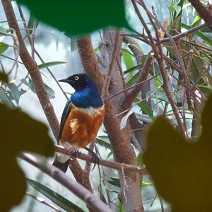 Superb Starling 23.5.12