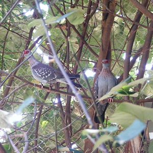 Speckled Pigeon 14.3.09
