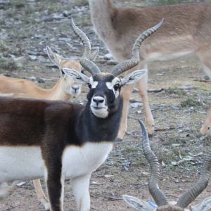 Black Buck Antelope