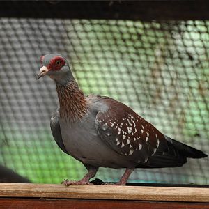Speckled pigeon/ Columba guinea