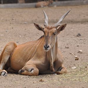 Common eland/ Taurotragus oryx