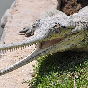 Gharial/ Gavialis gangeticus