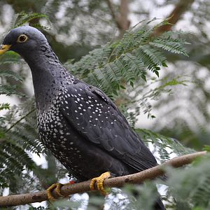 Olive pigeon/ Columba arquatrix
