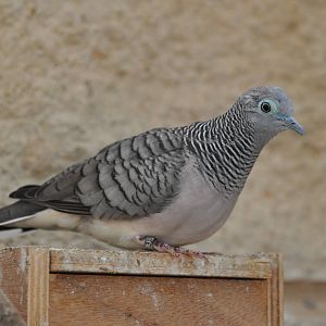 Peaceful dove/ Geopelia striata placida