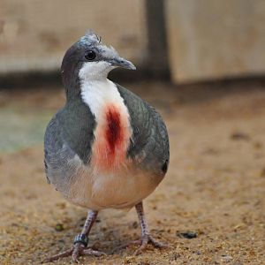 Bleeding heart pigeon/ Gallicolumba luzonica