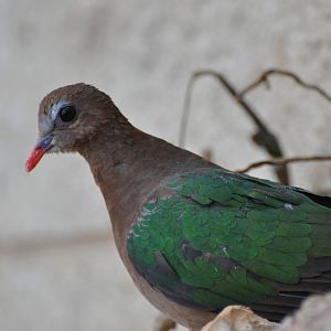 Emerald dove/ Chalcophaps indica