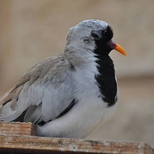 Namaqua dove/ Oena capensis