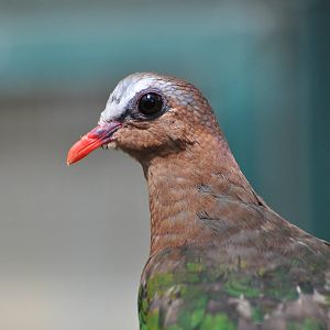 Emerald dove/ Chalcophaps indica