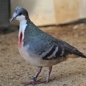 Bleeding heart pigeon/ Gallicolumba luzonica