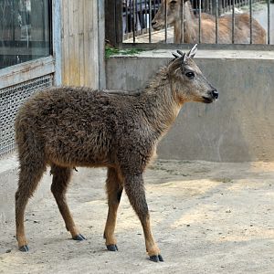 Red goral / Naemorhedus baileyi