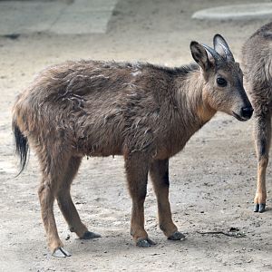 Red goral / Naemorhedus baileyi