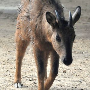 Red goral / Naemorhedus baileyi