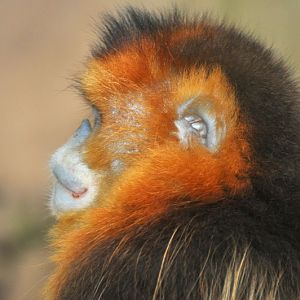 Chinese snub-nosed monkey/ Rhinopithecus roxellana