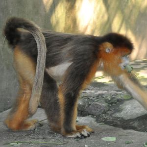 Chinese snub-nosed monkey/ Rhinopithecus roxellana