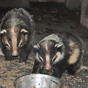 Hog badger/ Arctonyx collaris