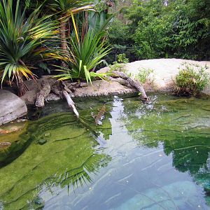 Reptile Walk - Opened July 4th