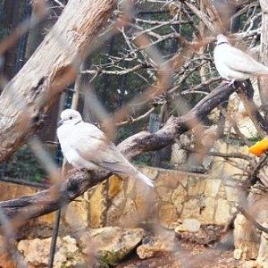 Ringneck Dove 13.12.08