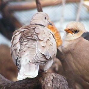 Ringneck Dove 13.12.08
