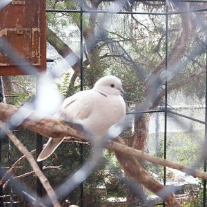 Ringneck Dove 13.12.08