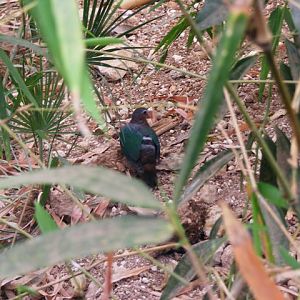 Emerald Dove 13.6.09