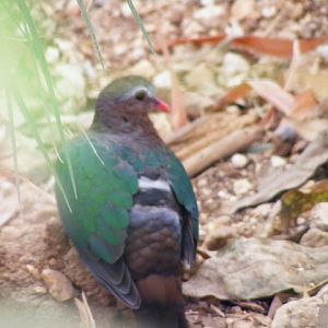 Emerald Dove 13.6.09