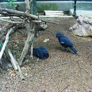 Victoria Crowned Pigeon 13.6.09