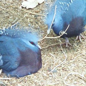 Victoria Crowned Pigeon 13.6.09