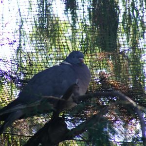 Wood Pigeon 22.1.10