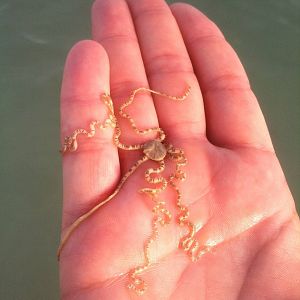 Brittle sea star on Sanibel Island