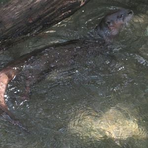 Alligator Alley- North American River Otter