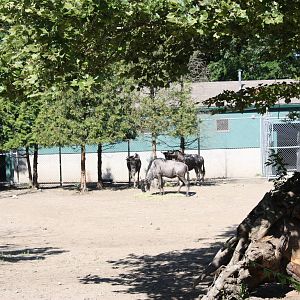 Fabric of Africa- Wildebeest