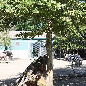 Fabric of Africa- Wildebeest and Zebras