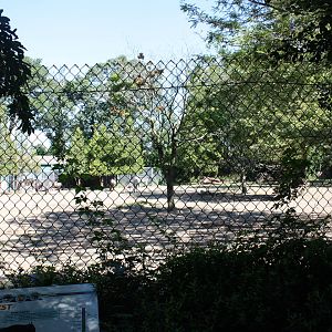 Fabric of Africa- Wildebeest/Zebra Exhibit