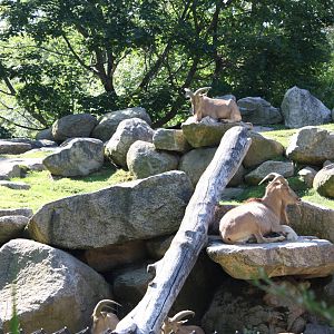 Fabric of Africa- Aoudads