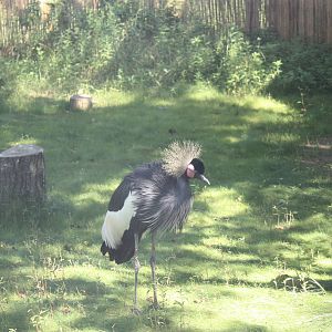 Fabric of Africa- West African Crowned Crane