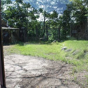 Fabric of Africa- Future Red River Hog Exhibit