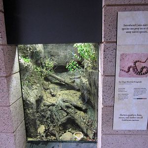 New Reptile Walk - Opened July 4th