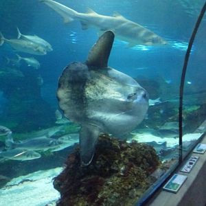 Ocean Sunfish 24.5.12