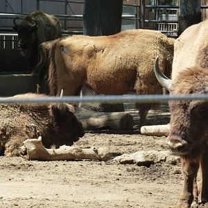 European Bison 23.5.12