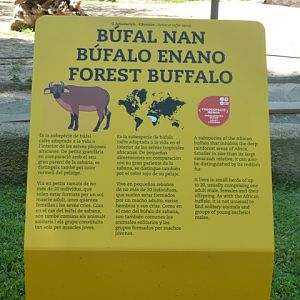 African Forest Buffalo Sign 23.5.12