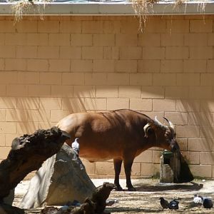 African Forest Buffalo 23.5.12