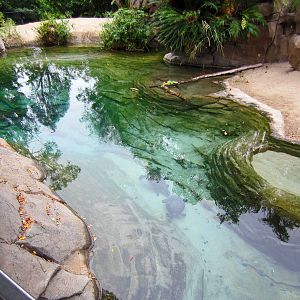 Reptile Walk - Opened July 4th