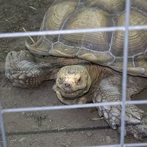 Fabric of Africa- African Spurred-Thigh Tortoise