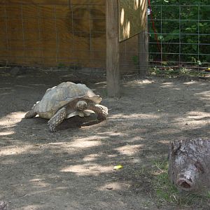 Fabric of Africa- African Spurred-Thigh Tortoise