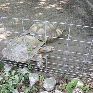 Fabric of Africa- Tortoise Pair